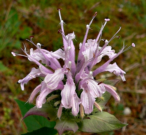 {Monarda fistulosa var. fistulosa}